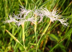 Dianthus superbus stenocalyx