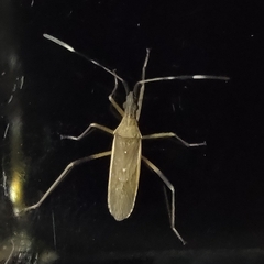 Dicranocephalus albipes