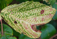 Xanthomonas campestris