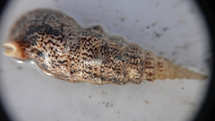 Pseudovertagus aluco