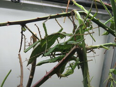 Heteropteryx dilatata