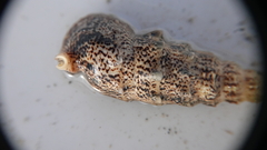 Pseudovertagus aluco