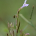 Bonnaya gracilis - Photo (c) Aaratrik Pal, algunos derechos reservados (CC BY-NC), subido por Aaratrik Pal