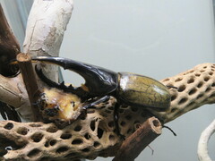 Dynastes septentrionalis