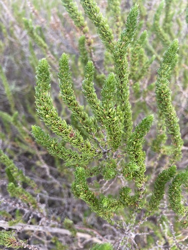 South African Broom (Anthospermum aethiopicum)