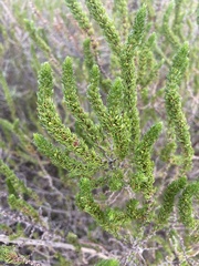 South African Broom (Anthospermum aethiopicum)