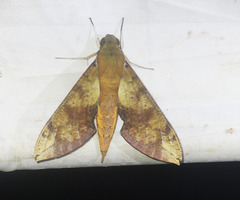 Cechenena chimaera