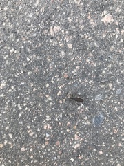 Dicranocephalus albipes