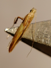 Caloptilia hemidactylella