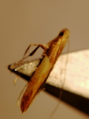 Caloptilia hemidactylella
