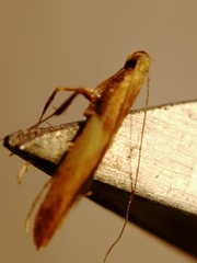Caloptilia hemidactylella