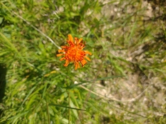 Crepis aurea