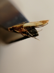 Caloptilia hemidactylella
