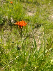 Crepis aurea