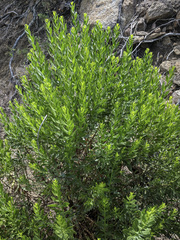 Ericameria parishii