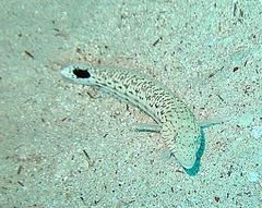Parapercis hexophtalma