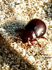 Chrysolina staphylaea