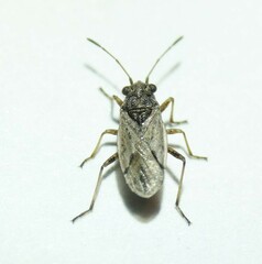 Nysius ericae