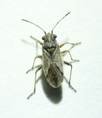 Nysius ericae