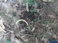 Boselaphus tragocamelus