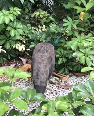 Pavo cristatus × muticus