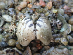 Ruditapes philippinarum