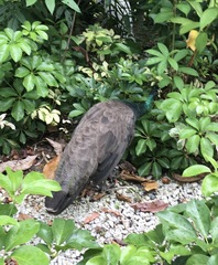 Pavo cristatus × muticus