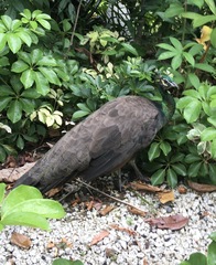 Pavo cristatus × muticus