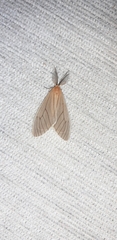 Cimola opalina