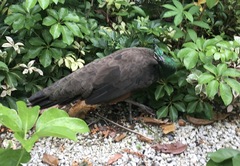 Pavo cristatus × muticus