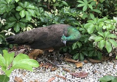 Pavo cristatus × muticus