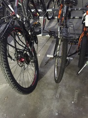 Rallina eurizonoides