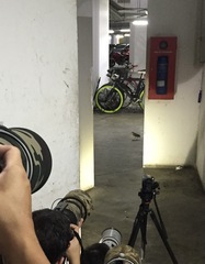 Rallina eurizonoides