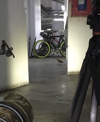 Rallina eurizonoides