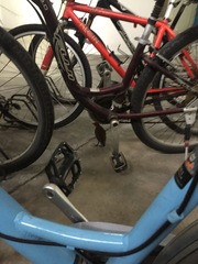 Rallina eurizonoides