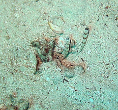 Amblyeleotris steinitzi