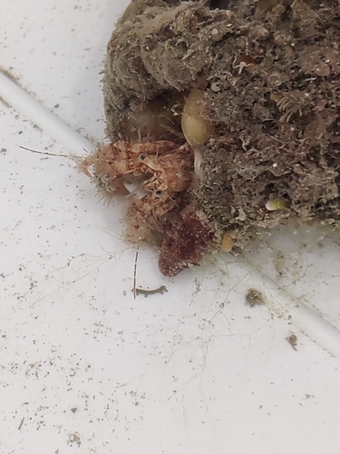 Dlakavi rak pustinjak (Pagurus cuanensis)