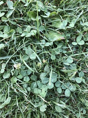 Trifolium repens