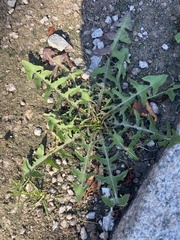 Taraxacum officinale