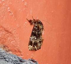 Callopistria rivularis