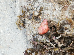Phasianella solida