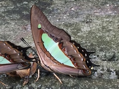 Polyura athamas athamas
