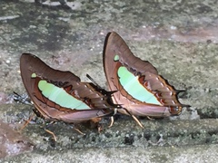 Polyura athamas athamas