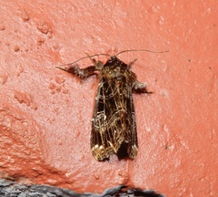 Callopistria rivularis