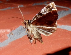 Callopistria rivularis