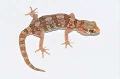 Pachydactylus latirostris