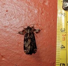 Callopistria rivularis