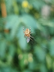 Araneus diadematus