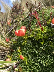 Gentianella rupicola