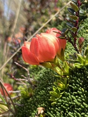 Gentianella rupicola